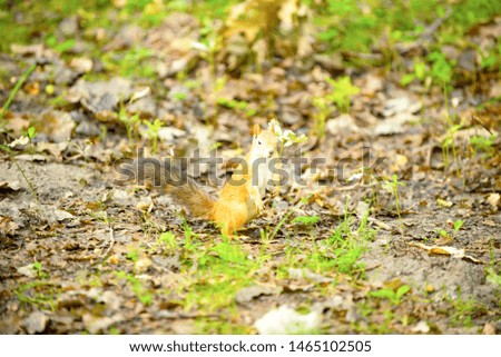 squirrel on a tree oak eats walnut