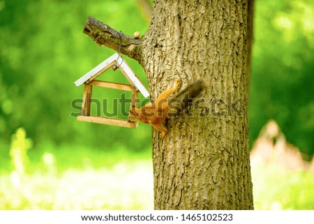 squirrel on a tree oak eats walnut