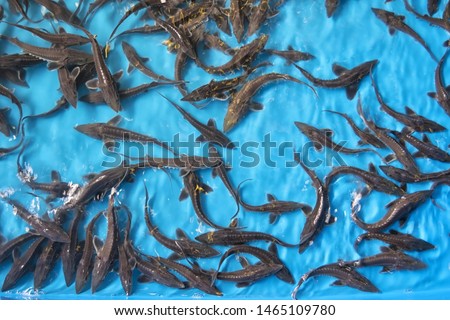 Amur sturgeon (Acipenser schrenckii) fingerlings in the hatchery incubator. Sturgeon fish hatchery in Vladimirovka. Jewish Autonomous region, far East, Russia. Royalty-Free Stock Photo #1465109780