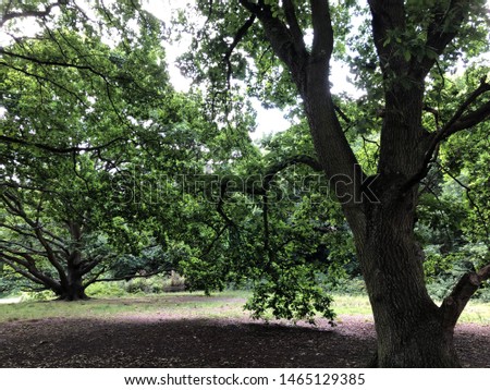 Green tree in the park.Big green tree in the park in summer. Real photo. Background.