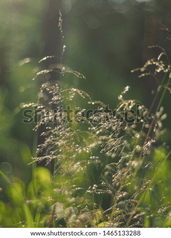 grass plant in the rays of the setting sun