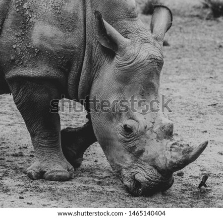 Black & White Rhino meeting a friend