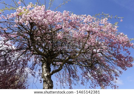Beautiful cherry blossoms against blue sky in spring season. Vancouver, BC, Canada