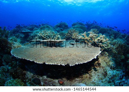 Underwater image of a big table coral on a healthy reef, scuba diving in Indonesia