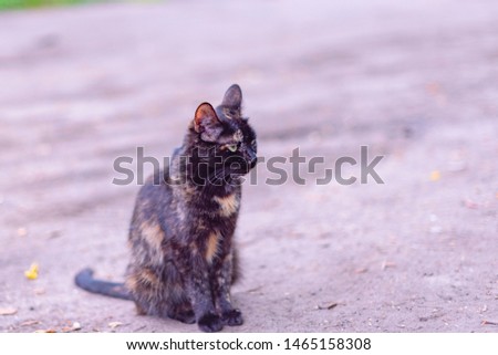 tri-color cat on the street