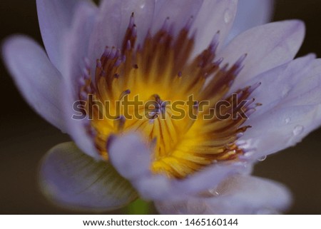 Beautiful purple lotus Macro rainy season 