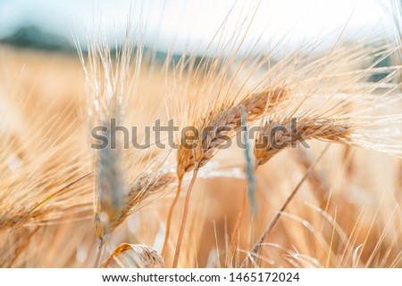 Wheat field as natural product. Agriculture wheat landscape in sunlight closeup. Summer background of ripening ears. Wheat field. Ears of golden wheat closeup. Beautiful nature sunset landscape, rural