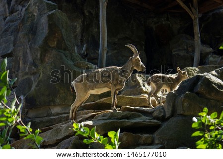 Photo of goats in  rocks. Close up photography