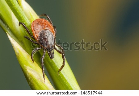 Closeup of a tick on a plant straw Royalty-Free Stock Photo #146517944