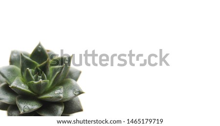 stone rose succulent in concrete pot. isolated succulent flower in white background. cement original pot with house plant.