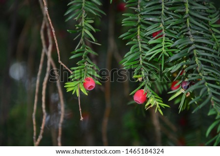 New small cones on the conifer tree branch