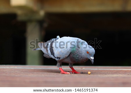 Pigeons are eating food that people give in the temple. Thailand temple.