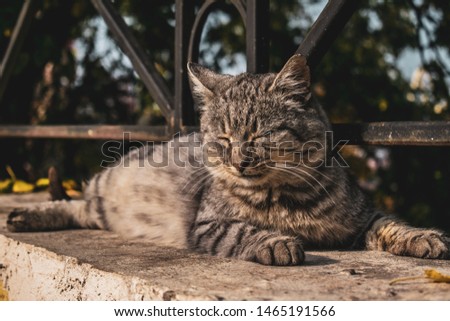 cat sleeping or relaxing down the sun Royalty-Free Stock Photo #1465191566
