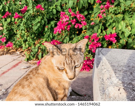 Cat on the beach with flower