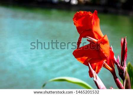 a standing flower in the border of a lake