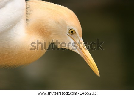 Close-up headshot of Egret