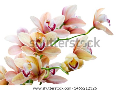 Beautiful Phalaenopsis orchids bloom isolated on white background. Beautiful tropical floral background.