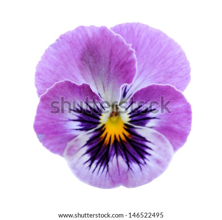 pansy flower isolated on white background 