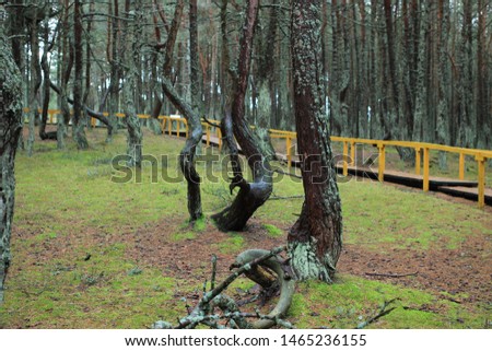Dancing forest of the Curonian Spit by the Baltic Sea in winter in December