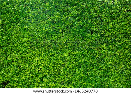 Fresh green leaf walls, freshness from green leaves can be used as a background.