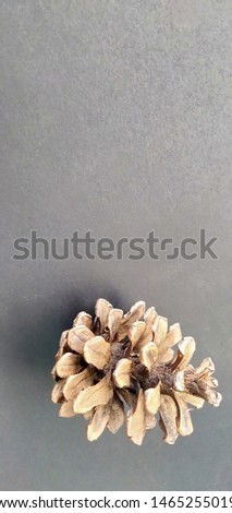 Photos of vintage dried pine flowers