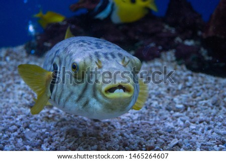 close-up puffer fish, blowfish in fish tank(blured)