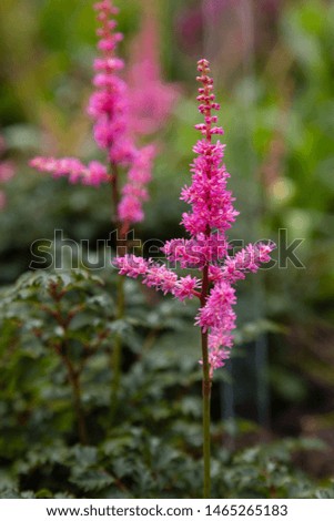 Astilbe crispa in garden. Flower of pink astilbe. Royalty-Free Stock Photo #1465265183