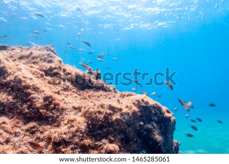 Underwater life and colorful rocks and fish