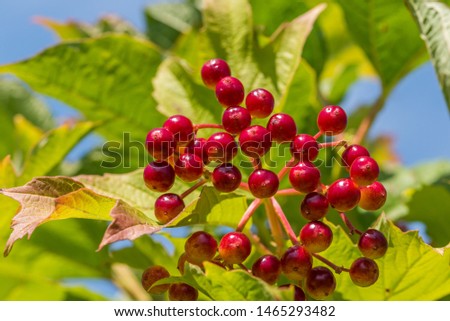 Red and Yellow Wolf Berries Growing on a Bush on a Sunny Day
