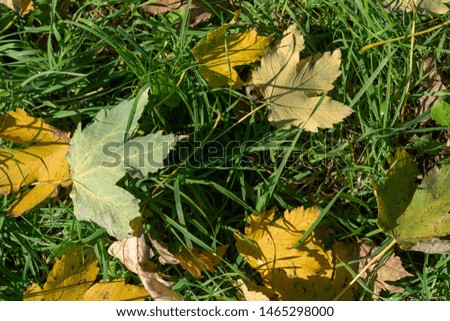 yellow leaves on green grass in the autumn sunny weather