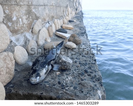 Fresh fish caught lying on the rocks