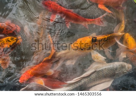 Fancy carp fishes , mirror carp, Romaji, Koi, Nishikigoi are subspecies Cyprinus carpio haematopterus is a species of carp that has been developed from ordinary carp rise to beautiful fish.blurry.