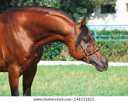 portrait of arabian horse at black background