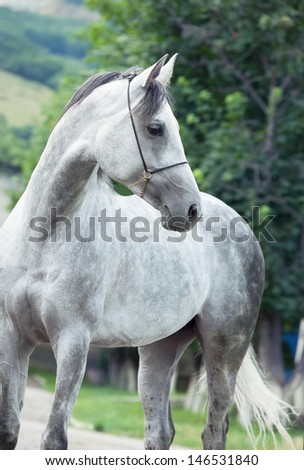portrait of arabian horse at black background