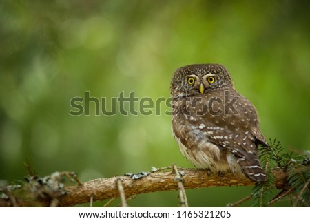 Glaucidium passerinum. It is the smallest owl in Europe. It occurs mainly in northern Europe. But also in Central and Southern Europe. In some mountain areas. Photographed in the Czech Republic. Wild 