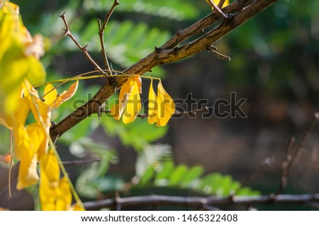 Yellow leaves of acacia on the background of a spiny twig. Shooting at eye level. Macro. Soft focus.