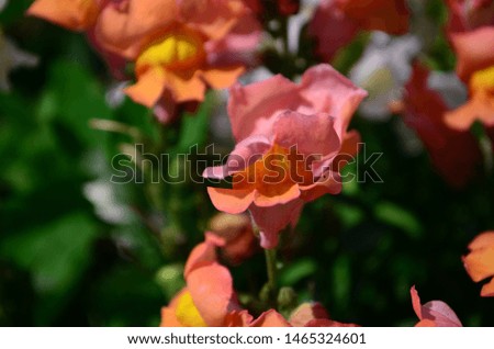 beautiful colorful Snapdragons in the garden close up