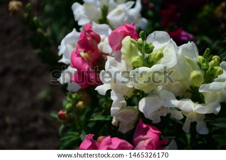 beautiful colorful Snapdragons in the garden close up