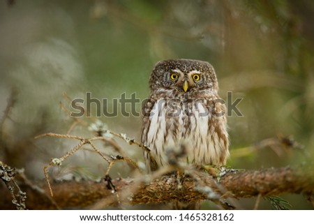 Glaucidium passerinum. It is the smallest owl in Europe. It occurs mainly in northern Europe. But also in Central and Southern Europe. In some mountain areas. Photographed in the Czech Republic. Wild 