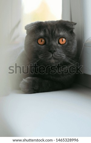 Scottish fold kitten posing for picture