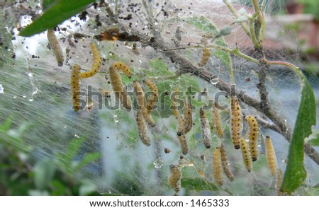 Worms in cobweb on the branch of the tree