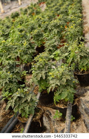 Picture of seedlings of tomatoes growing in pots in greenhouse 