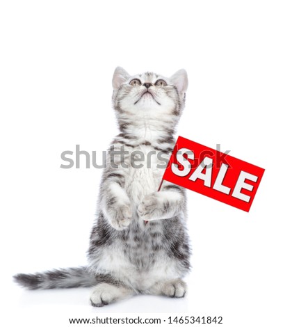 Tabby kitten with sales symbol looking up. isolated on white background