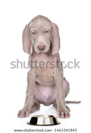 Weimaraner puppy looking at empty bowl. isolated on white background
