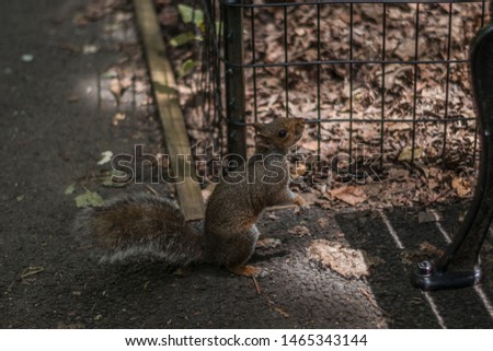 A squirrel in Central Park