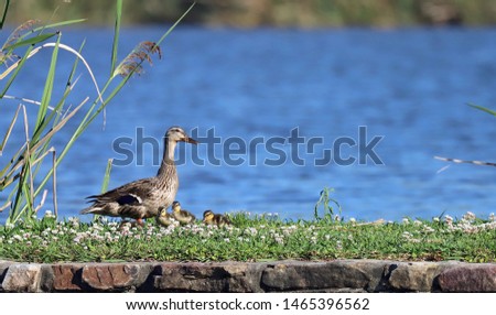 A mother Mallard duck and her ducklings