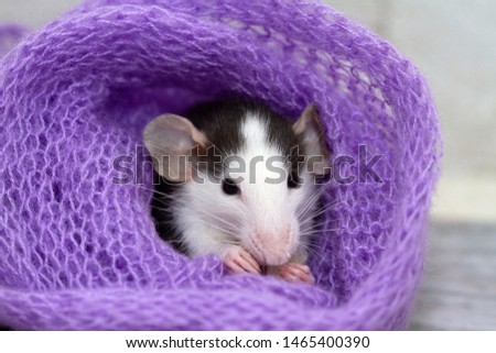 A little cute furry rat is wrapped in a purple scarf.