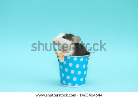 Little cute furry rat sits in a blue metal bucket on a blue background. The animal eats cheese.
