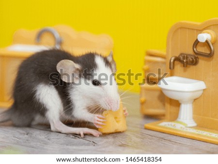 Little fluffy rat sitting in a toy room. The animal takes a piece of cheese from the table and eats it.
