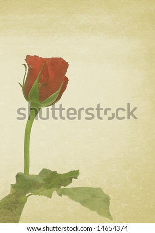 single rose over grungy background